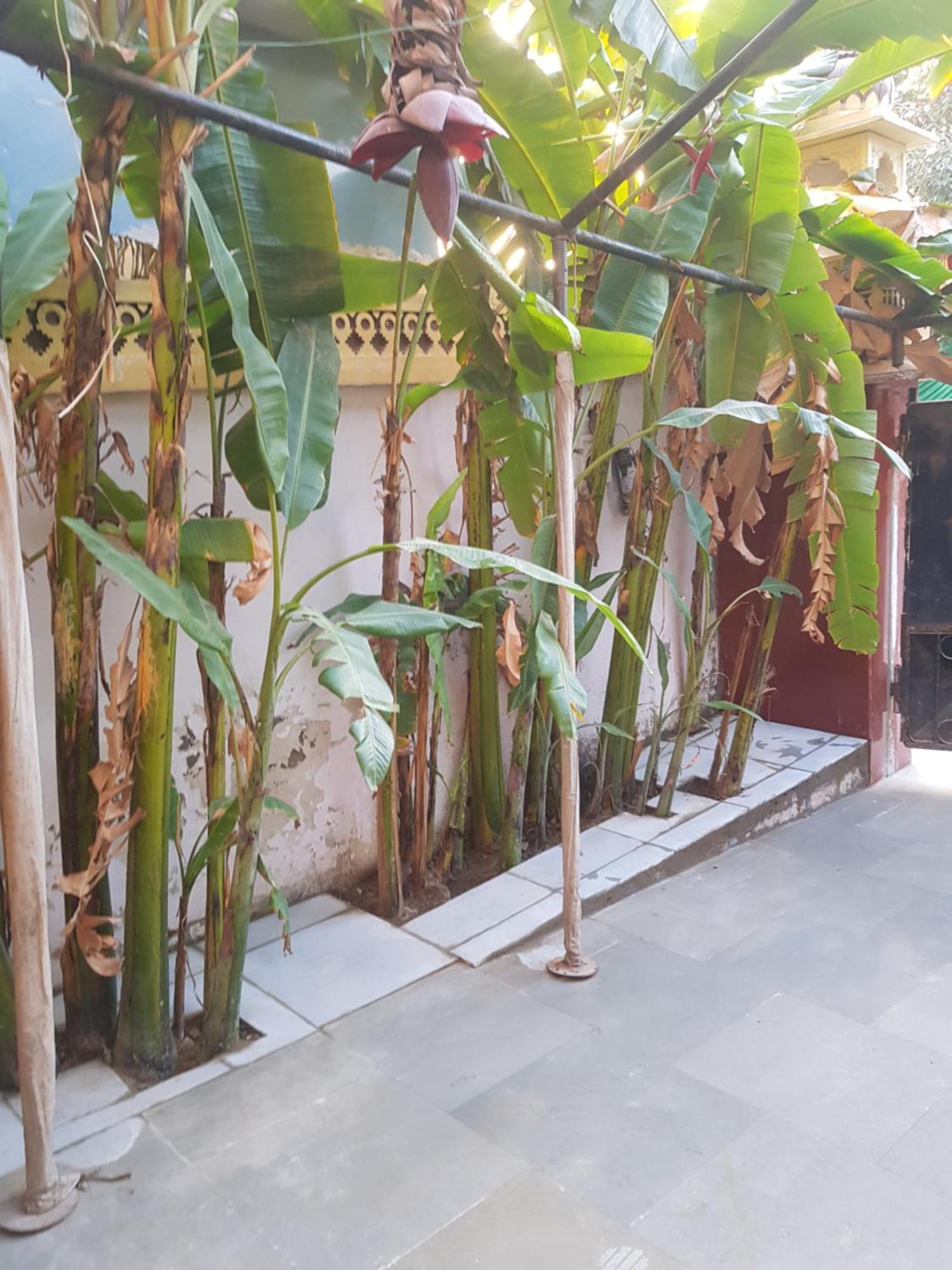 자이푸르 Sureli Haveli 아파트 객실 사진